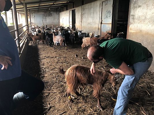 España Directo - Sector ganadero: ¿cómo afecta el volcán a las cabras?