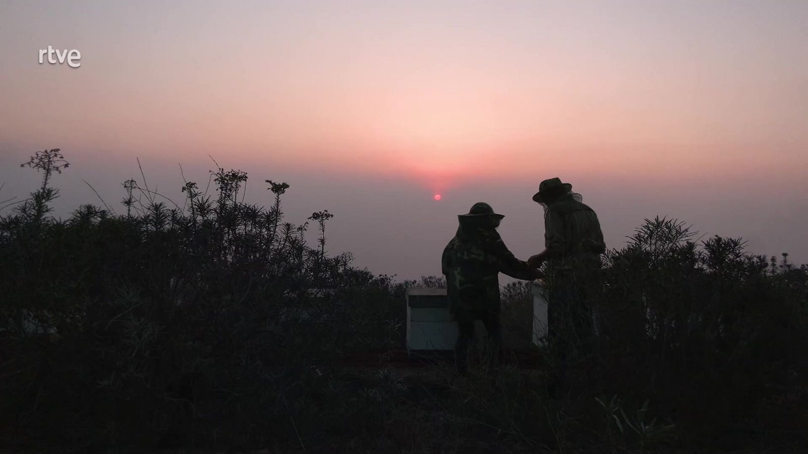 Aquí la Tierra - ¿Cómo sobrevive la apicultura a la erupción de La Palma?