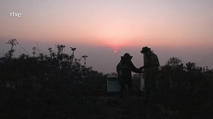 Aquí la Tierra - ¿Cómo sobrevive la apicultura a la erupción de La Palma?