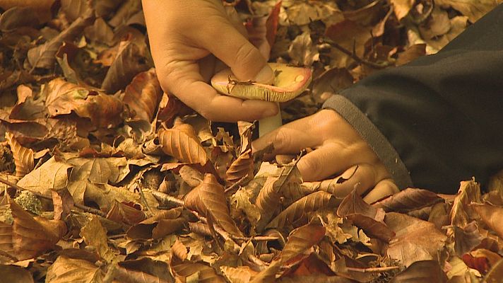 Telenavarra - Explosión de setas en el Valle de Ulzama