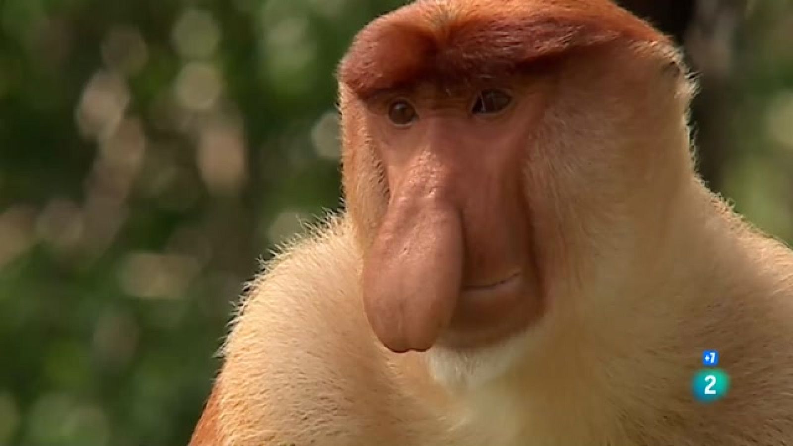 Indonèsia salvatge - Episodi 1: Illes dels monstres - Veure ara