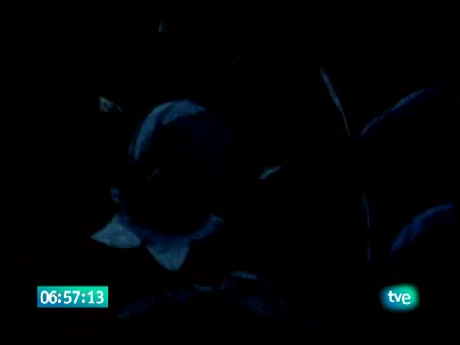 La abeja maya - La Abeja Maya | Ver