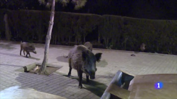 L'Informatiu - Augmenta la presència de senglars a Barcelona, el setembre es van notificar 171 incidències