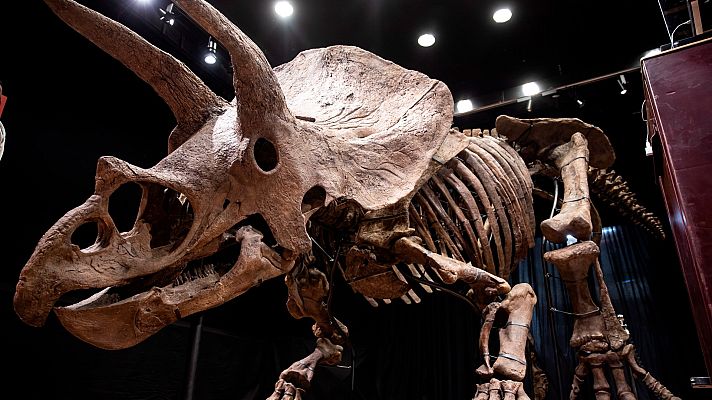La tarde en 24h - Subastan el esqueleto del mayor triceratops descubierto hasta ahora por 6,65 millones de euros