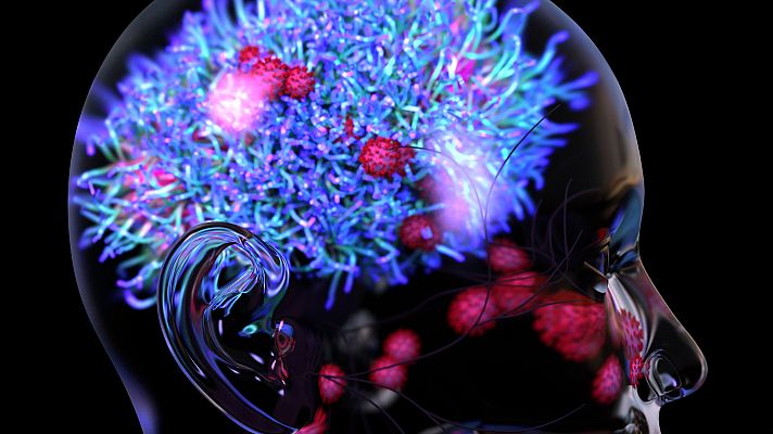 Telediario 2 - Demuestran la existencia de células madre en el cerebro que permiten generar neuronas toda la vida