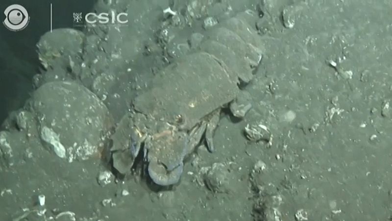 El buque Ángeles Alvariño capta imágenes de la fauna y la flora afectados por la lava en el fondo marino