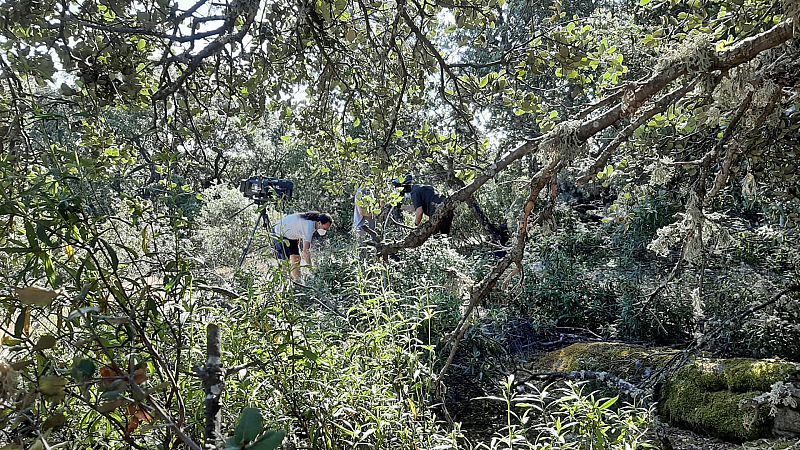 El escarabajo verde - Emboscados - ver ahora