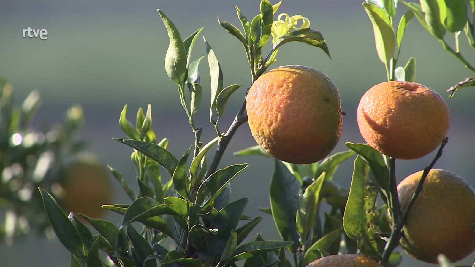 Agrosfera - 23/10/21 - ver ahora