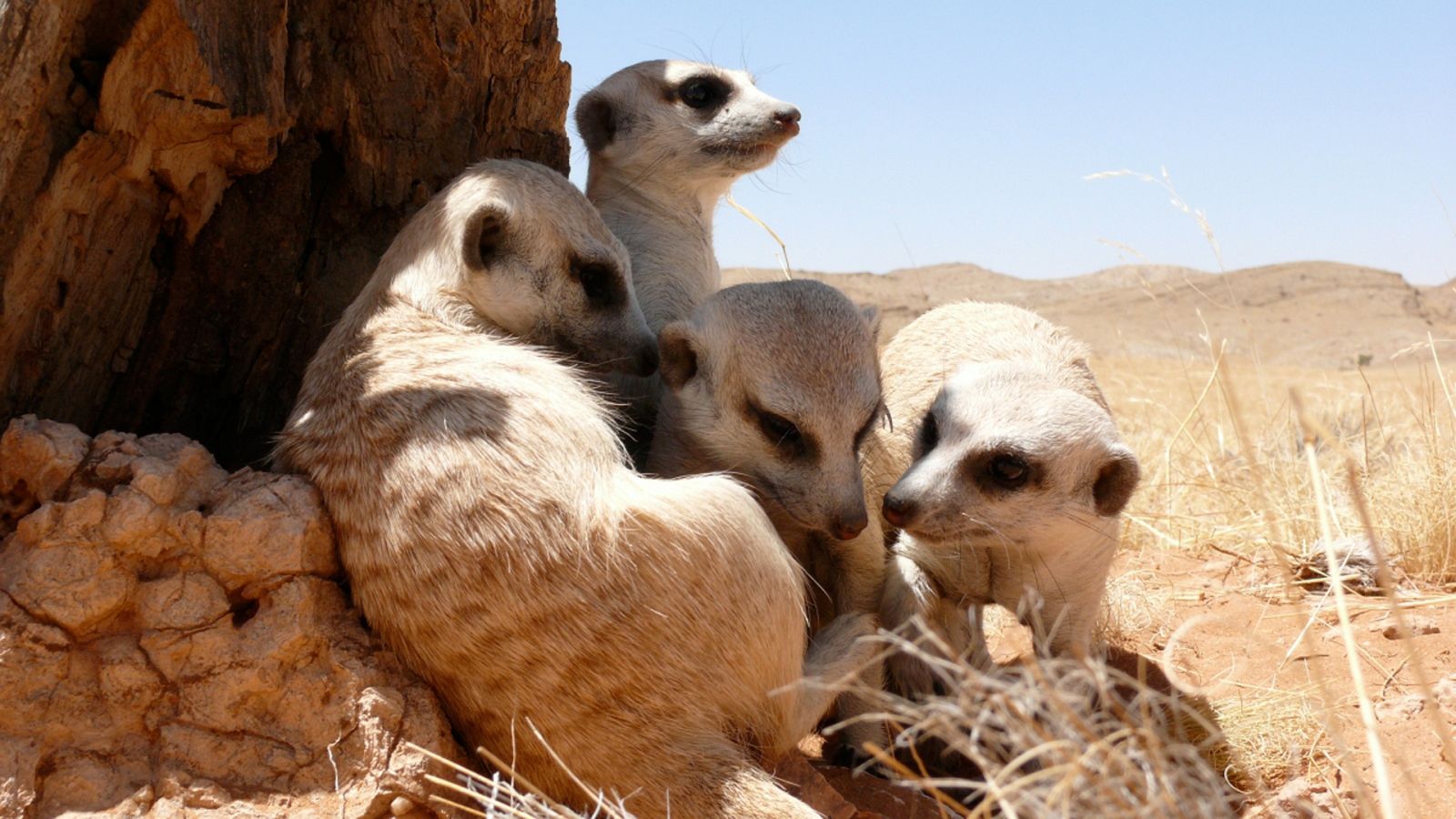 Somos documentales - Pequeños asesinos - ver ahora