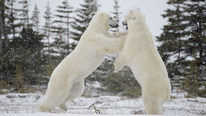 Somos Documentales - Grandes supervivientes