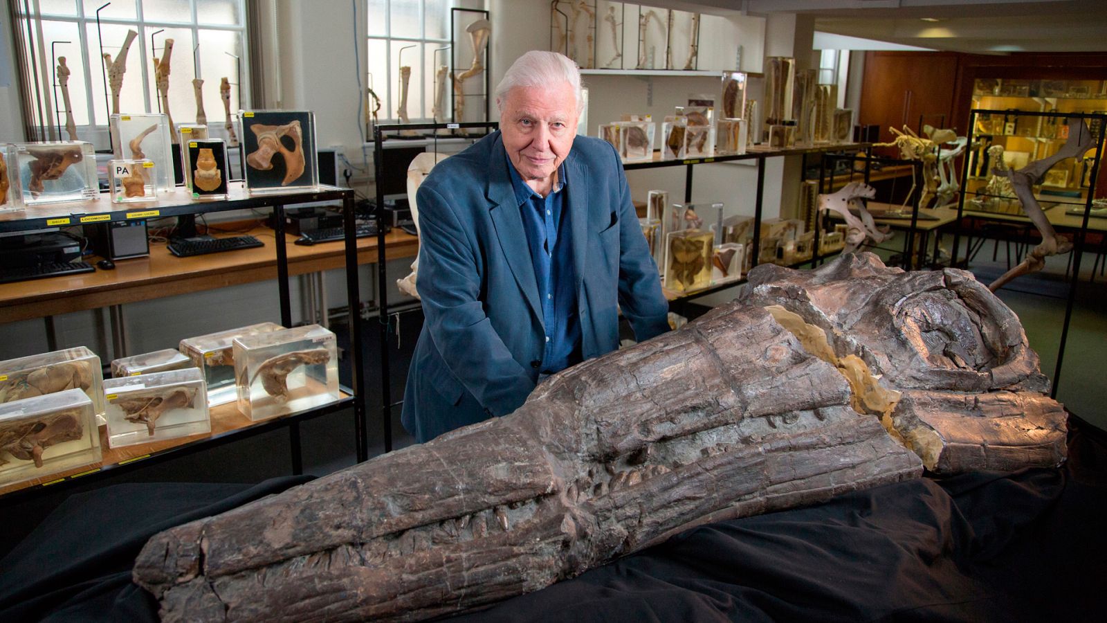 Somos documentales - David Attenborough y el dragón marino - ver ahora