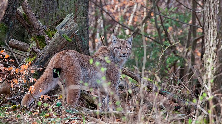 Somos Documentales - Montañas encantadas: En el corazón de Alemania