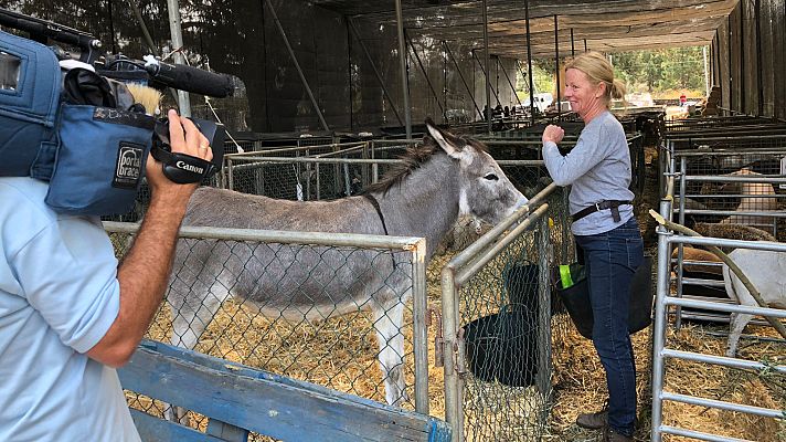 España Directo - ¿Qué pasa con los animales de La Palma?