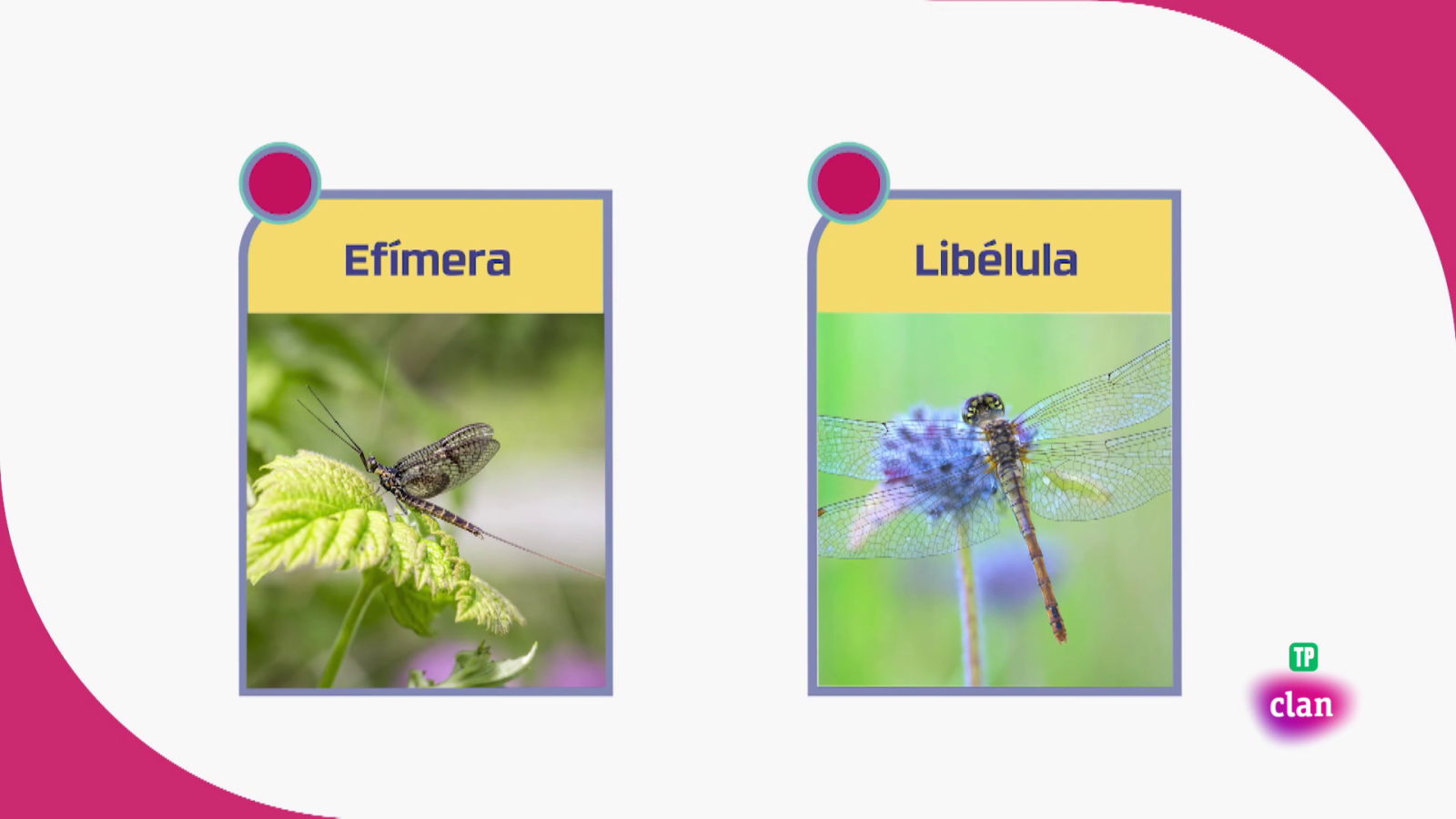 Aprendemos en Clan - CIENCIAS NATURALES - Las efímeras - RTVE.es - Aprendemos en Clan | Ver