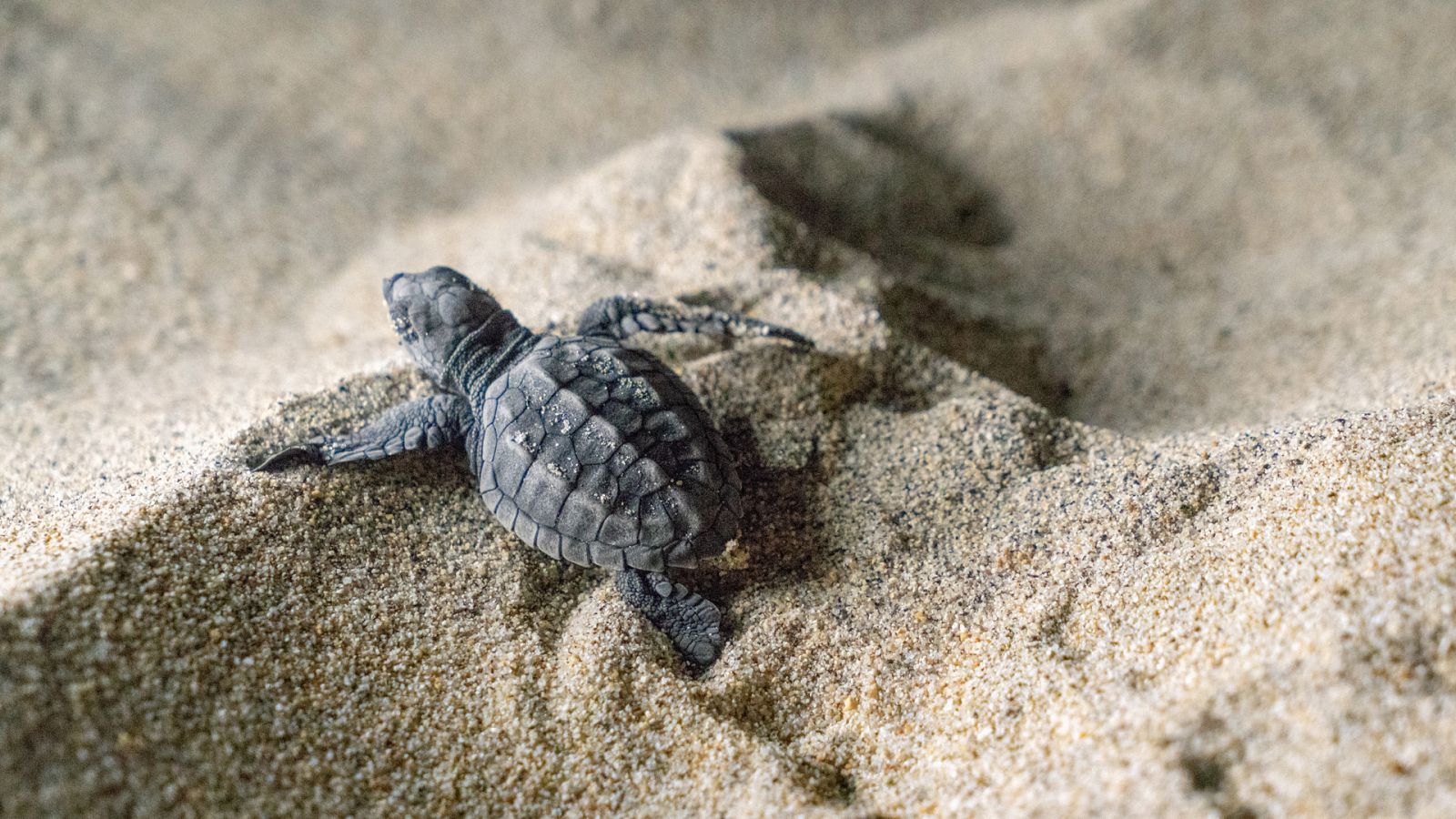Somos documentales - Migrando a México - Ver ahora