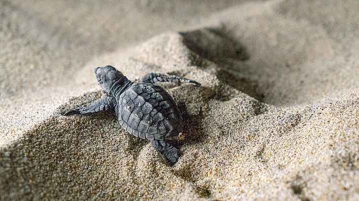 Somos Documentales - Migrando a México