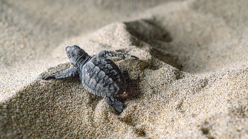 Somos documentales - Migrando a México - Ver ahora