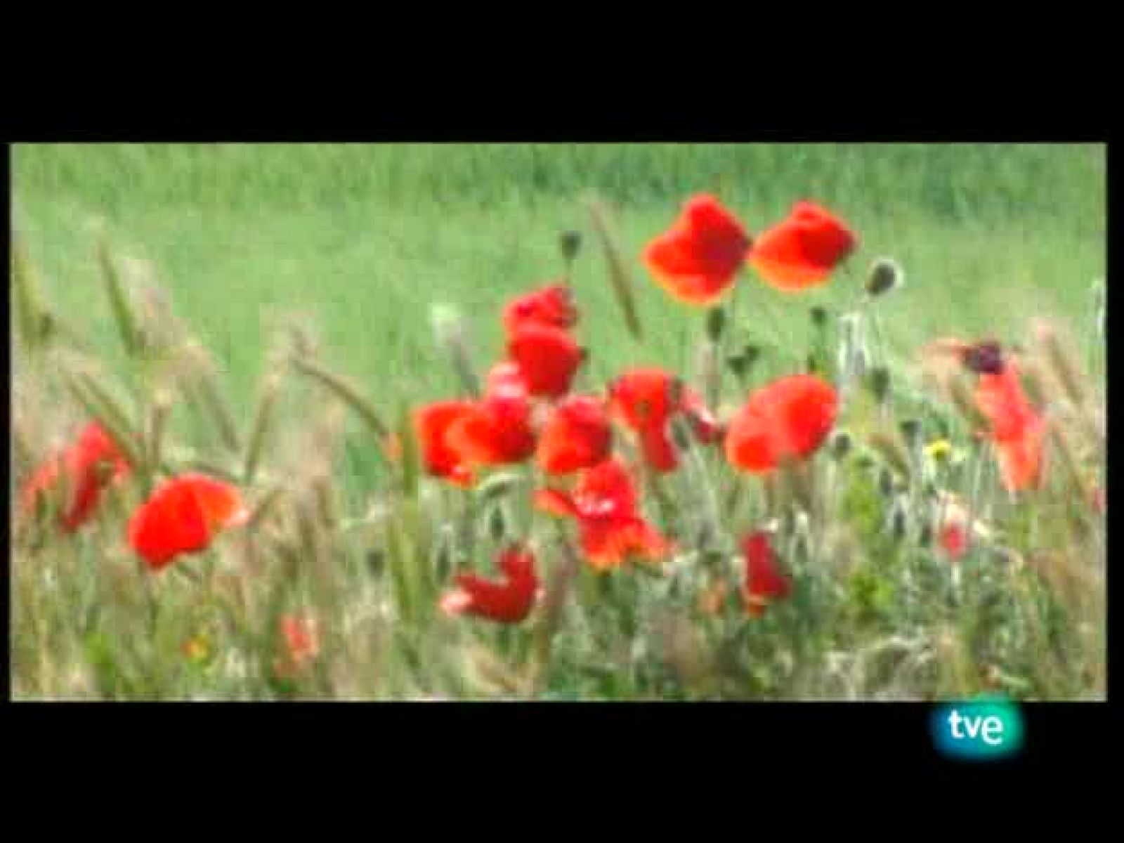 La frontera invisible - Pícaros y poetas - La frontera invisible | Ver