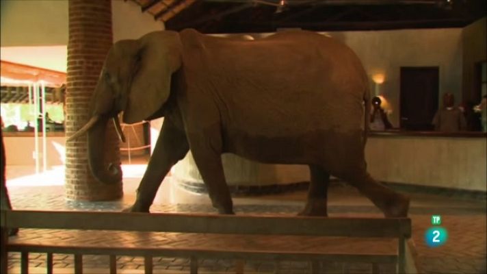 Som Documentals - Elefants al vestíbul