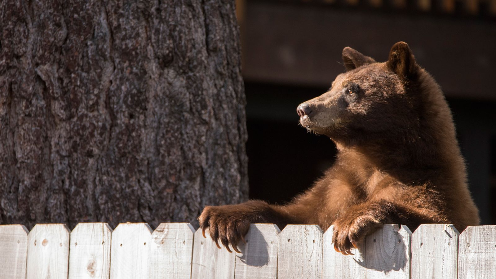 Ciudades salvajes - Episodio 2: Transeuntes - Ver ahora