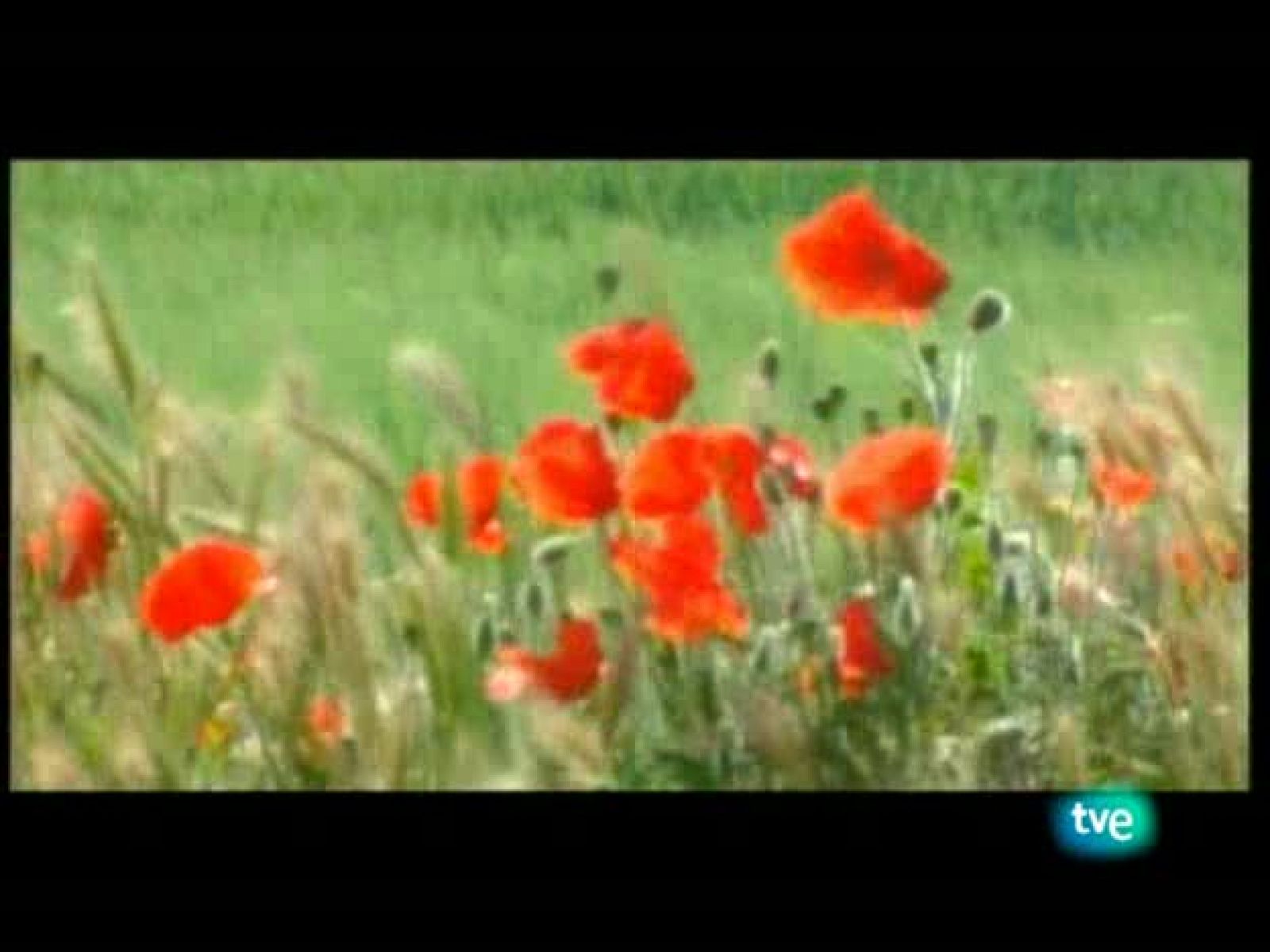 La frontera invisible - La cadena de Agmat - La frontera invisible | Ver