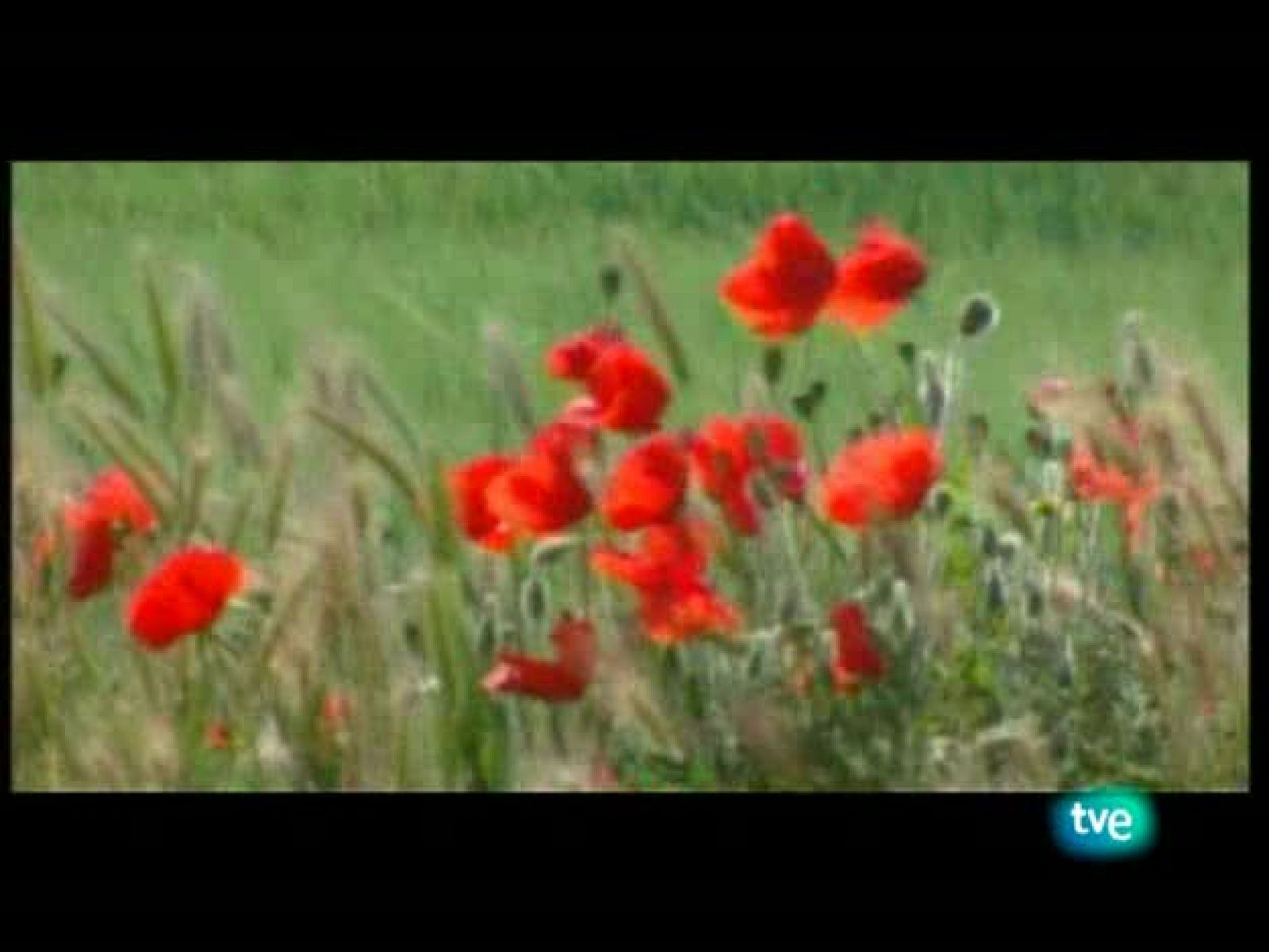 La frontera invisible - El fuego redentor - La frontera invisible | Ver