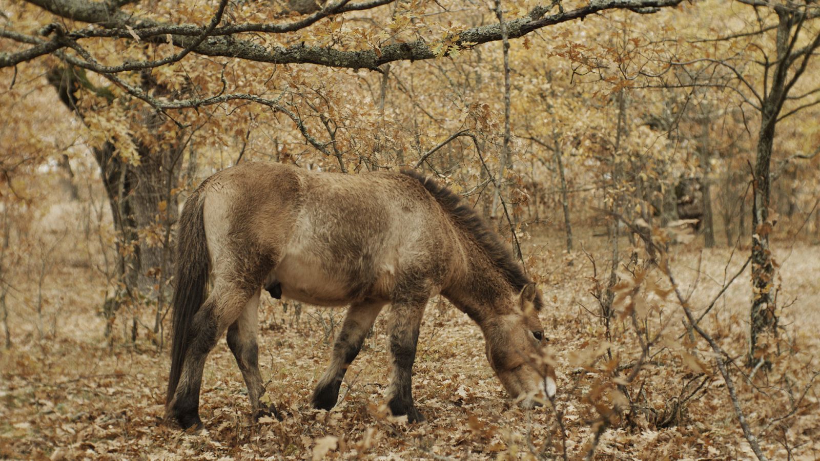 Somos documentales - Historias del bosque mediterráneo - ver ahora