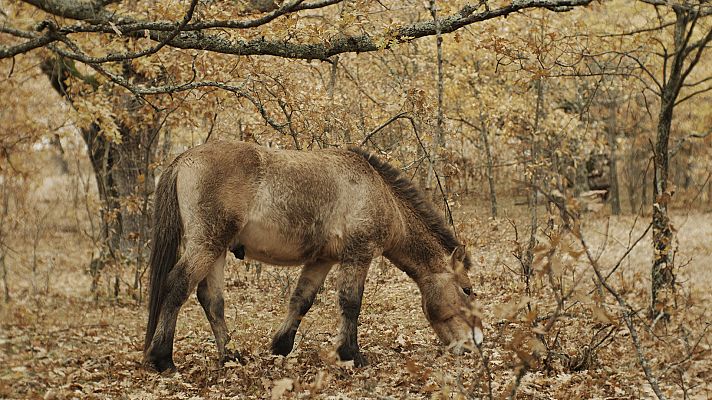 Somos Documentales - Historias del bosque mediterráneo