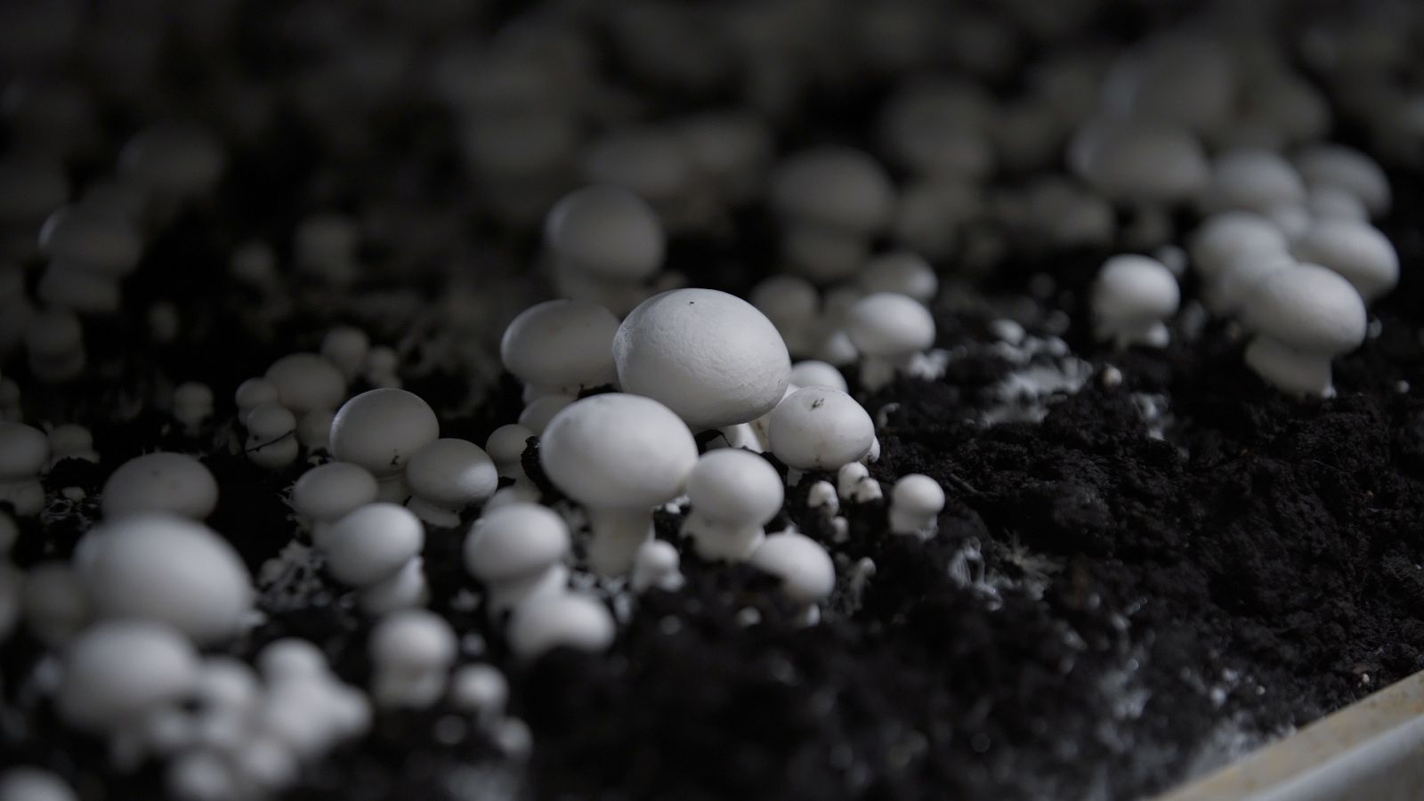 Aquí la Tierra - El cultivo del champiñón en Torrijo de la Cañada