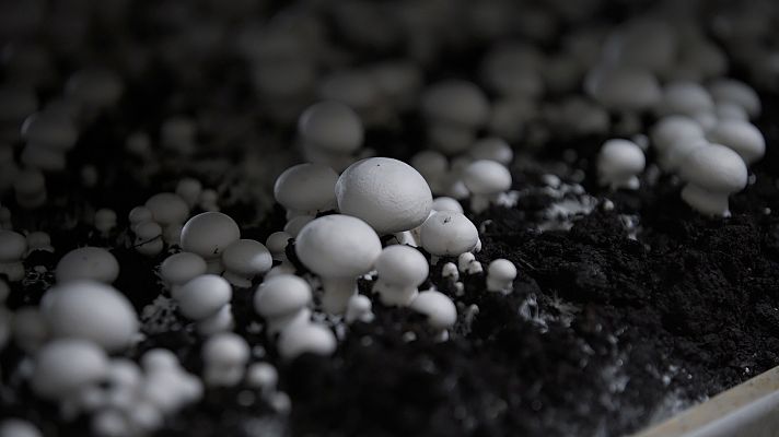 Aquí la Tierra - El cultivo del champiñón en Torrijo de la Cañada