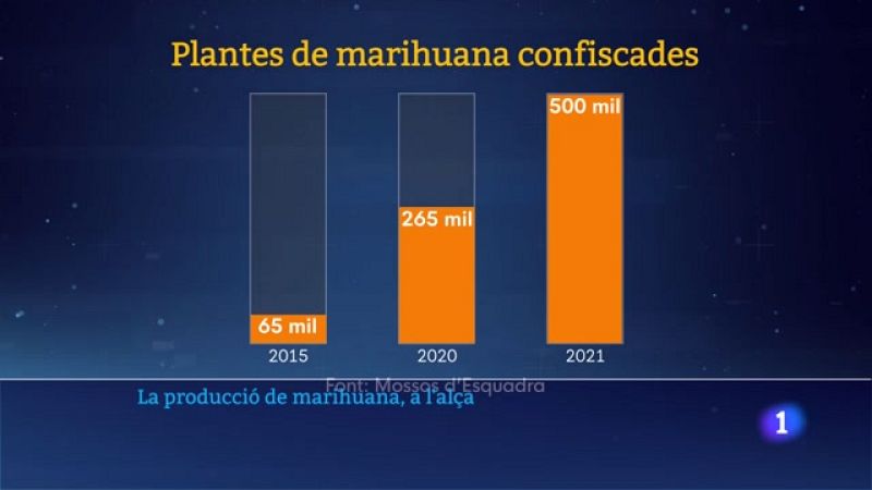 La producció de marihuana a Catalunya augmenta de manera preocupant.