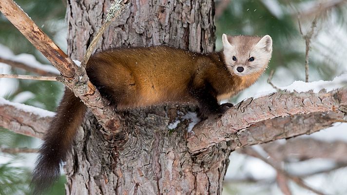 Somos Documentales - Comadrejas: enérgicas y temerarias