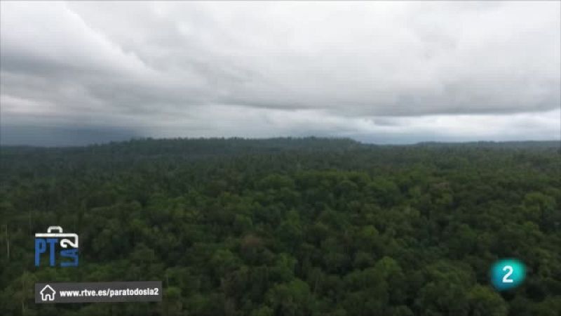 Los árboles te enseñarán a ver el bosque. Entrevista a Joaquín Araújo