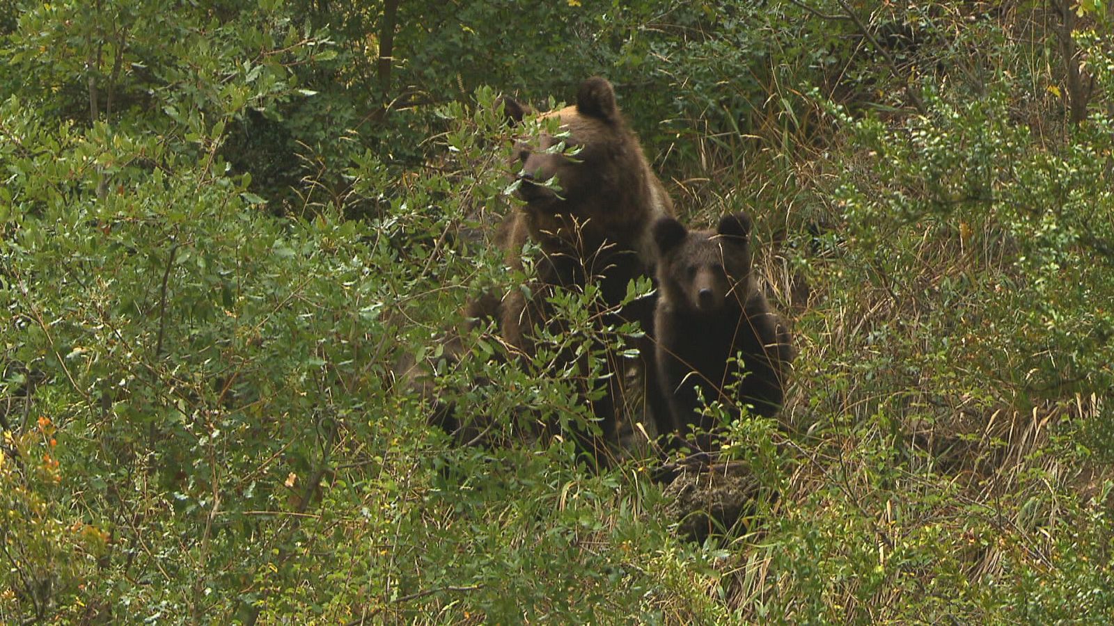 Comando actualidad - Turismo salvaje - Ver ahora