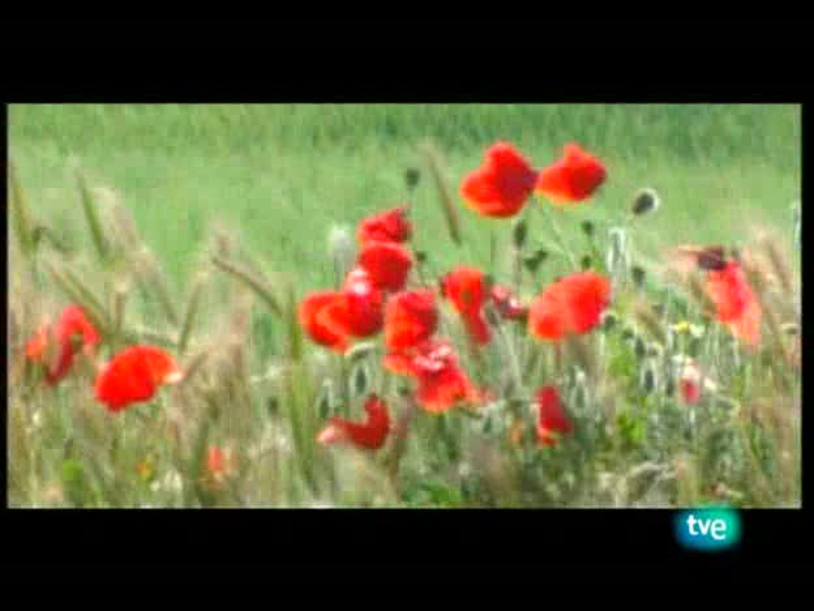 La frontera invisible - Del cielo y la tierra - La frontera invisible | Ver