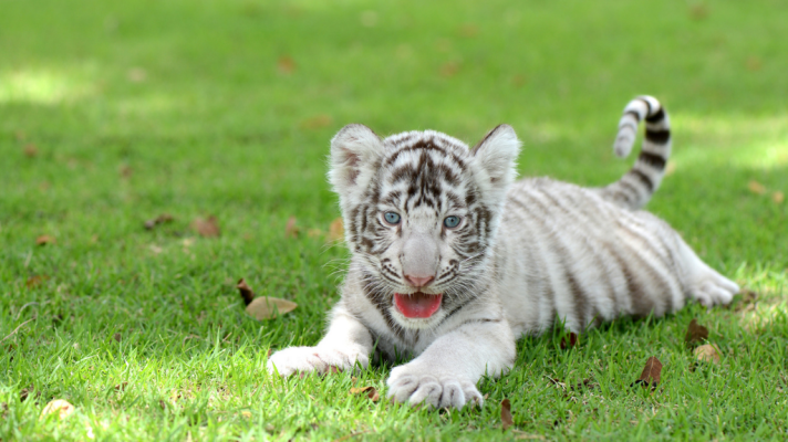 Aquí la Tierra - El nacimiento de tres tigres blancos de bengala