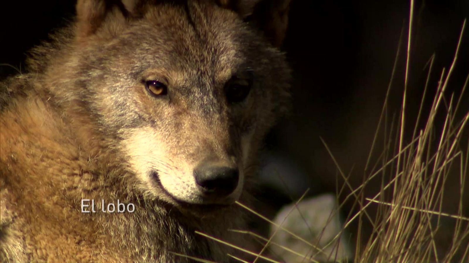 Jara y sedal - El lobo  - ver ahora
