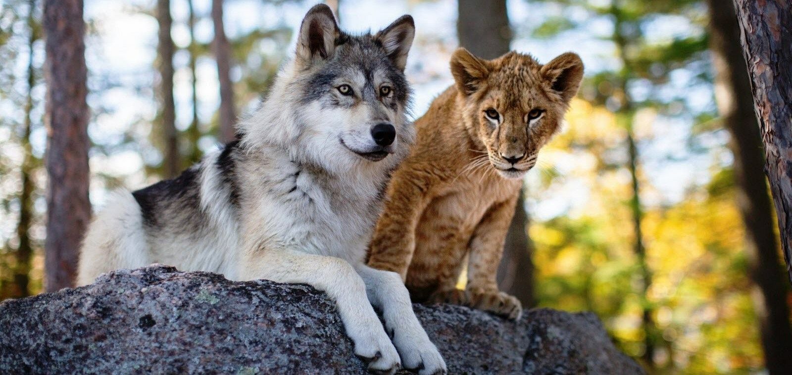 Días de cine -'El lobo y el león' | Ver