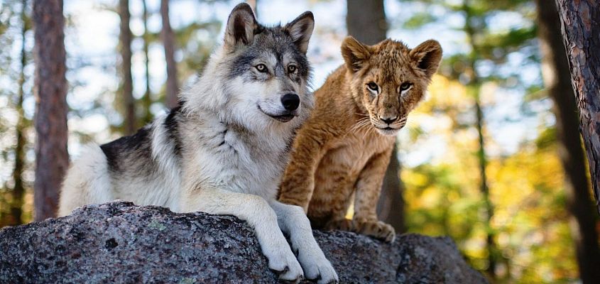 Días de cine - Días de cine - 'El lobo y el león'