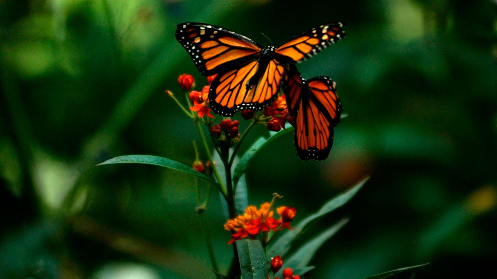 ¡Qué animal! - Mariposas - ver ahora