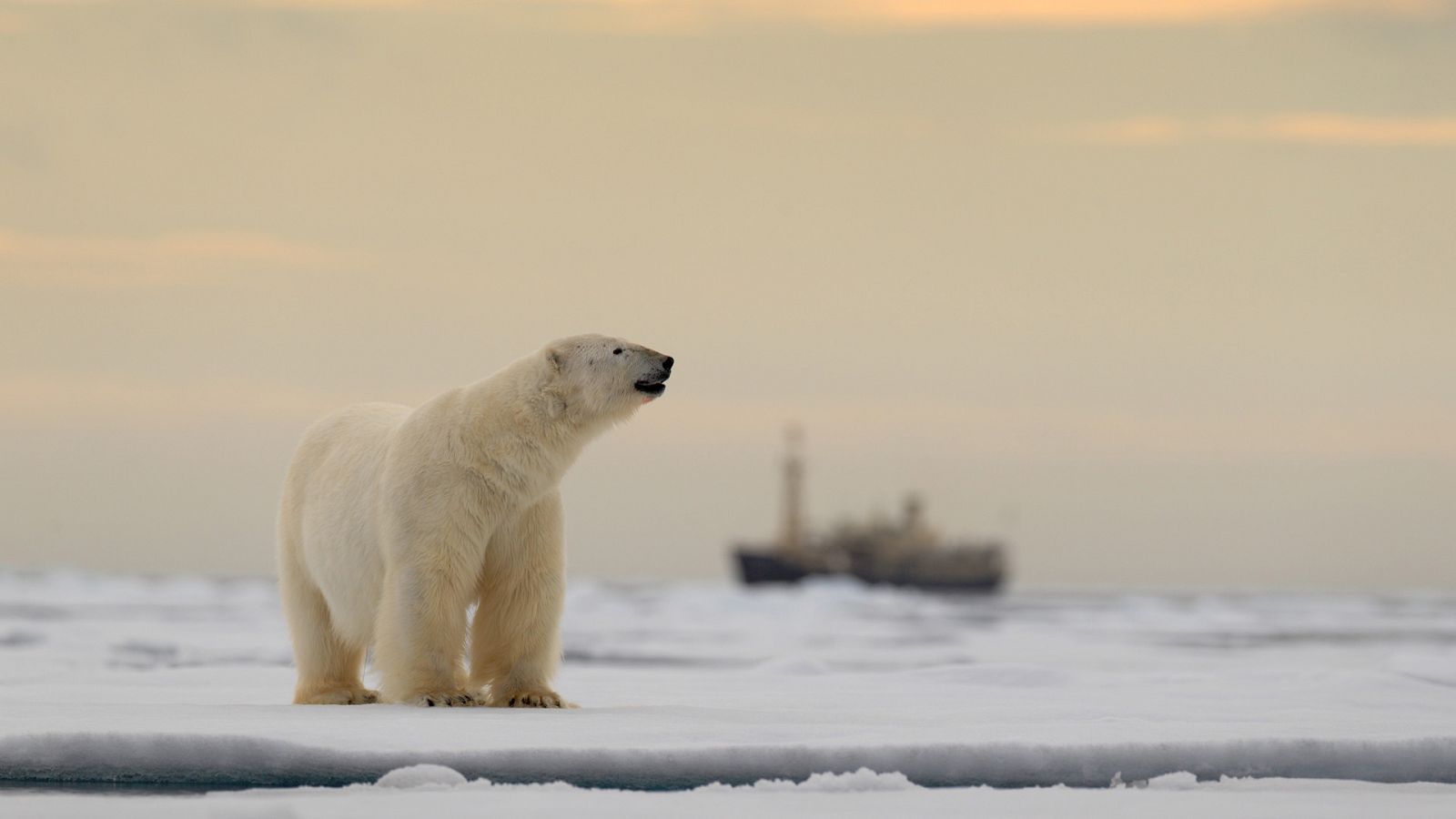 Somos documentales - Conocer a los osos - ver ahora