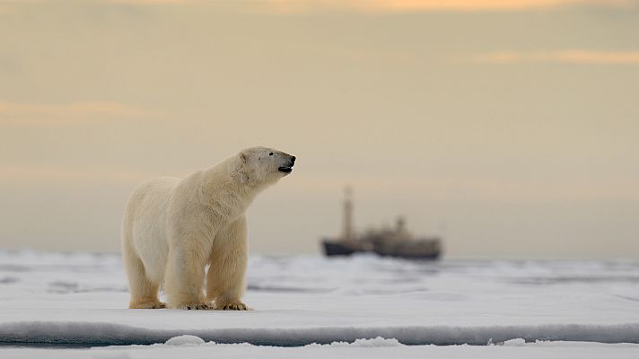 Somos Documentales - Conocer a los osos
