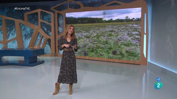 En Línia - Malalties tropicals, import de plusvàlua i bolets