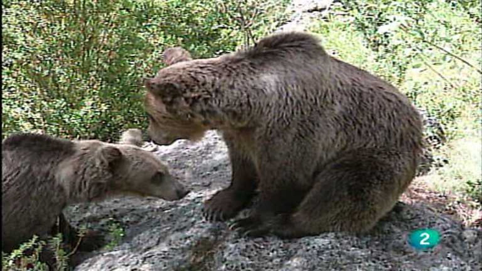 El vínculo con la tierra - Vida animal - ver ahora