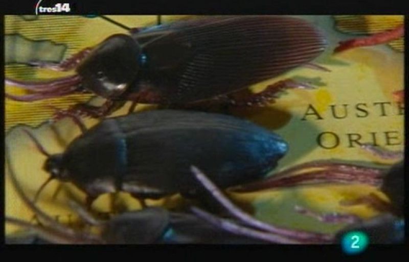 Últimas noticias (insectos)