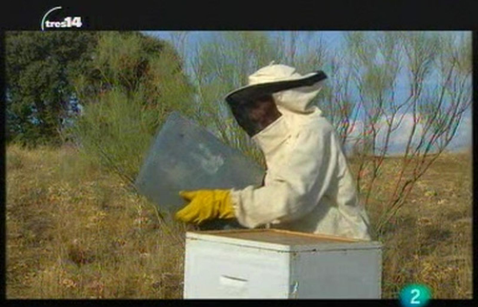 Insectos que curan (insectos)