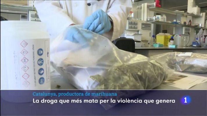 L'Informatiu - Al laboratori on els Mossos analitzen la marihuana que es confisca a Catalunya l'han trobat cada cop més adulterada