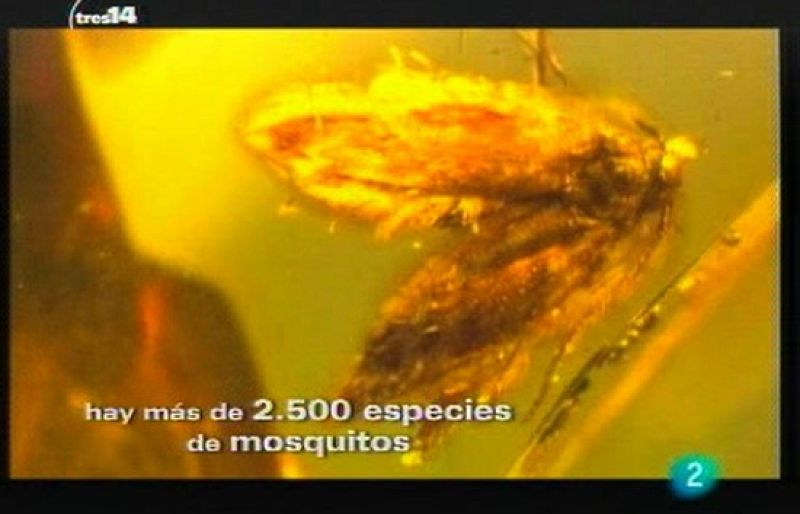 Y además (insectos)