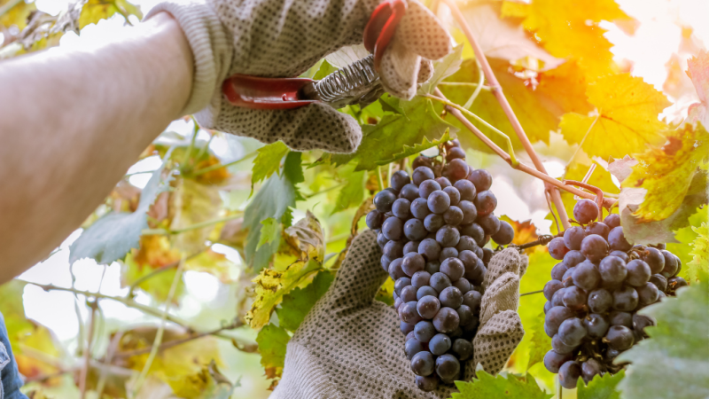 Aquí la Tierra -  ¿Qué herramientas se utilizan en la vendimia?
