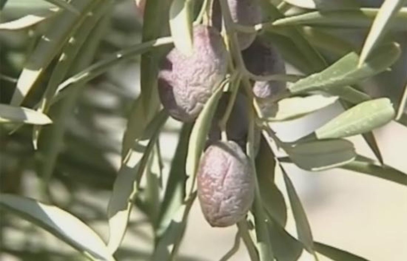 Una cosecha récord en el olivar, pendiente de la lluvia | Ver